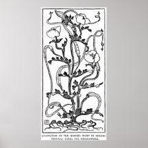 Gehörnte Mohnblume in der Entwurfs-Linie Zeichnen Plakatdruck