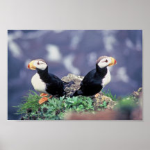 Gehörnte Papageientaucher Plakat