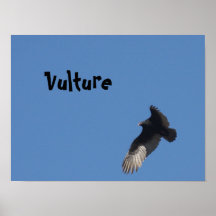 Geier Posterdruck