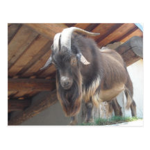 Geißbock Postkarte
