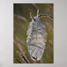 Geist-Feder Plakatdrucke