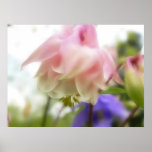 Gekräuseltes rosa Aquilegia (Columbine) Poster