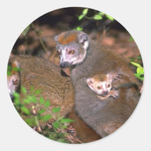 Gekrönte Lemurpaare mit Säugling Sticker