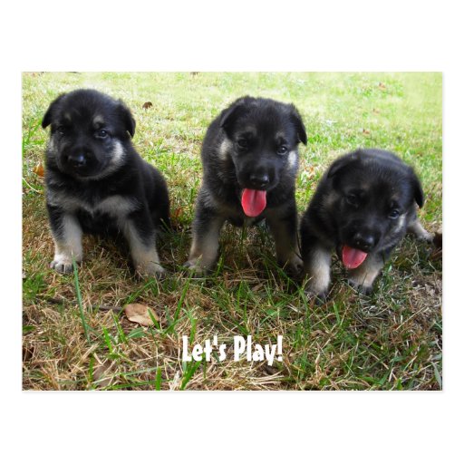 Gelassen uns spielen! Schäferhund-Welpen-Postkarte
