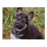 Gelassen uns spielen! Schäferhund-Welpen-Postkarte
