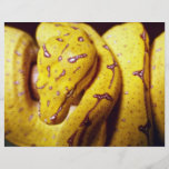 Gelb-Baum Pythonschlange, Baby Flyerdruck