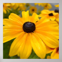 Gelb-Blumen-Schwarz-mit Augen Susan-Plakat