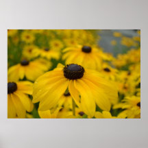 Gelb-Blumen-Schwarzes mit Augen Susans Plakat