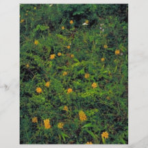Gelb eingesäumte Orchidee Flyerbedruckung