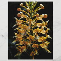 Gelb eingesäumte Orchidee Flyerdesign