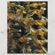 Gelb eingesäumte Orchidee Vollfarbige Flyer
