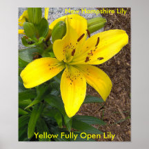 Gelb völlig offenes Lily7-07-07, Tellow völlig Ope Plakate