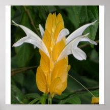 Gelbe Blume 1 Plakat