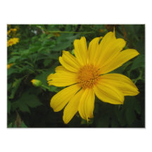 Gelbe Blume Fotodruck