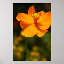 Gelbe Blume Posterdruck