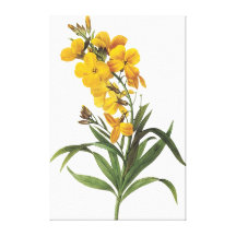 Gelbe Blumen (Namensunbekanntes) Pierre Joseph Red Leinwand Druck