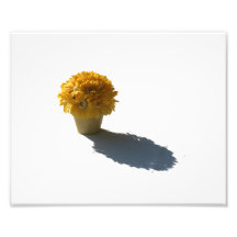 Gelbe Blumen-weißer Eimer und Schatten-Ausschnitt Photos