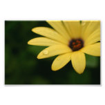 Gelbe Blumenphotographie-Druckkunst des afrikanisc