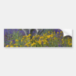 gelbe Blumenstudie, Blumen Phoenix, Arizona Autosticker