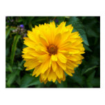 Gelbe Chrysantheme Postkarte