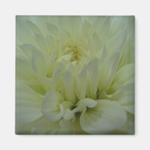 Gelbe Dahlie-Blume Kühlschrankmagnete
