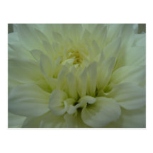 Gelbe Dahlie-Blume Postkarten