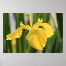 Gelbe Drache-Fliegen-Lilie! Poster