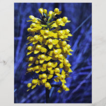 Gelbe Fringeless Orchidee Flyerdruck