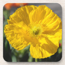 Gelbe Frühlings-Mohnblumen-Blume kork-untersetzer