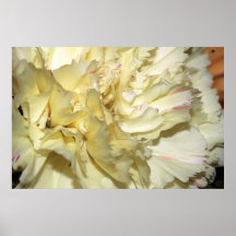 Gelbe Gartennelke auf Leinwand-Druck Plakatdrucke