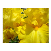 Gelbe Iris-Blumenpostkarten botanischer Garten