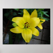 Gelbe Lilie Posterdruck