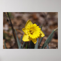 Gelbe Narzisse Plakat