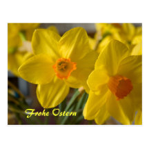 Gelbe Narzissen Frohe Ostern Postkarte