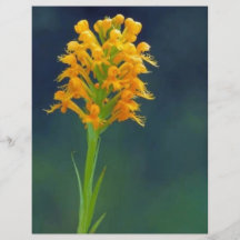 Gelbe Orchidee mit Haube Flyer Druck
