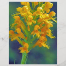 Gelbe Orchidee mit Haube Flyerdruck