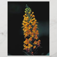 Gelbe Orchidee mit Haube Vollfarbige Flyer