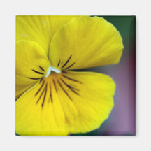 Gelbe Petunie-Blume Magnete