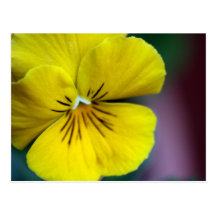 Gelbe Petunie-Blume Postkarten