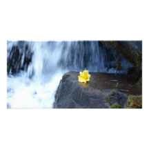 Gelbe Primel am Wasserfall Photo Karten Vorlage