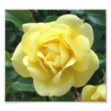 Gelbe Rose Fotodrucke
