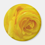 gelbe Rose Kühlschrankmagnete