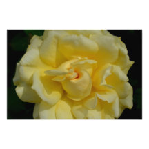 Gelbe Rose Kunstphoto