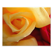 Gelbe Rose mit rotem Hintergrund Fotodrucke