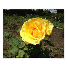 Gelbe Rose Photo Drucke