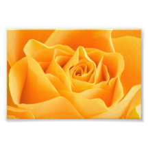Gelbe Rose Photographie