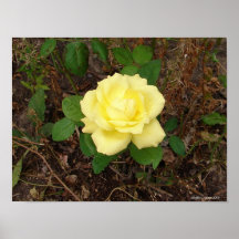 Gelbe Rose Plakat