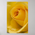 Gelbe Rosen-Blume Plakatdruck