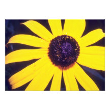 gelbe schwarze mit Augen Susan-Blumen Einladungskarten