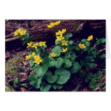 gelbe Sumpfringelblumen-Blumen Grußkarten